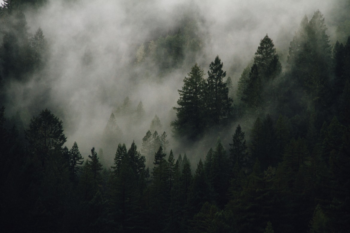 Foresta