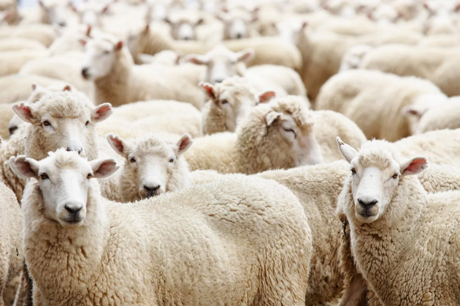 Adhahi (Sacrificio animale)
